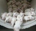 Raton de Laboratorio.